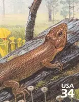 Beauty of Longleaf Pine Forest - Broad-headed Skink
