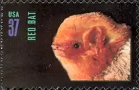 American Bats - Red Bat