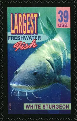 Wonders of America - Land of Superlatives - Largest Fresh Water Fish - White Sturgeon