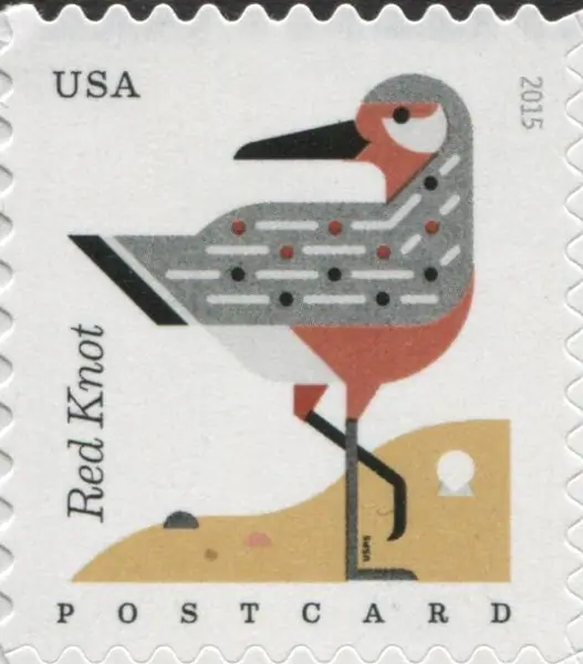 Coastal Birds - Red Knot