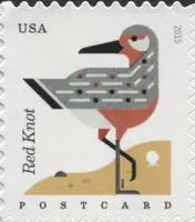 Coastal Birds - Red Knot