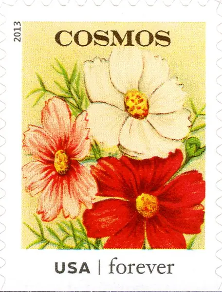 Vintage Seed Packets - Cosmos