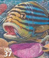 Pacific Coral Reef - Oriental Sweetlips & Mushroom Coral