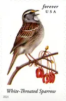 Songbirds - White-Throated Sparrow
