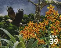 Nature of America - Southern Florida Wetland - Bald Eagle & Cowhorn Orchid