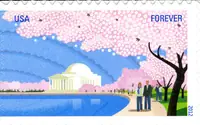 Cherry Blossom 100th