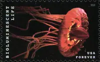 Bioluminescent Life