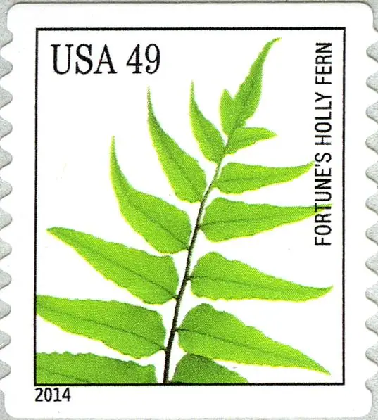 Ferns - Fortune's Holly Fern