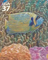 Pacific Coral Reef - Emporer Angelfish