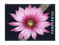 Cactus Flowers - Echinocereus poselgeri