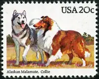 Alaskan Malamute , Collie