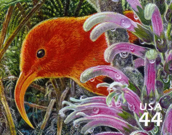 Hawaiian Rain Forest - Nature of America - I'iwi
