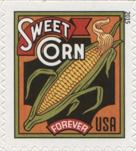 Summer Harvest - Sweet Corn