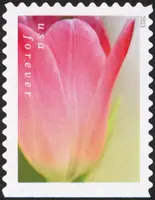 Tulip Blossoms