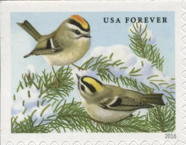 Songbirds in Snow