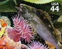 Nature of America - Kelp Forest - Yellowtail Rockfish & White-spotted Rose Anemone