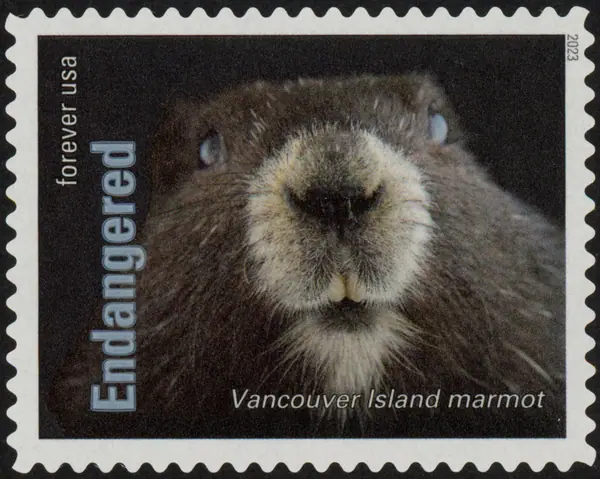 Endangered Species - The Vancouver Island marmot (Marmota vancouverensis)
