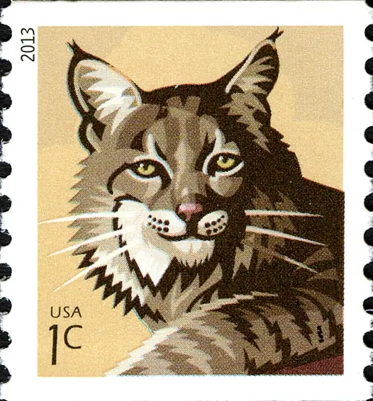 bobcat