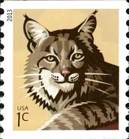 bobcat