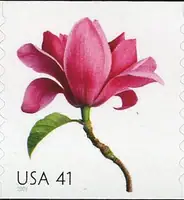 Beautiful Blooms - Magnolia