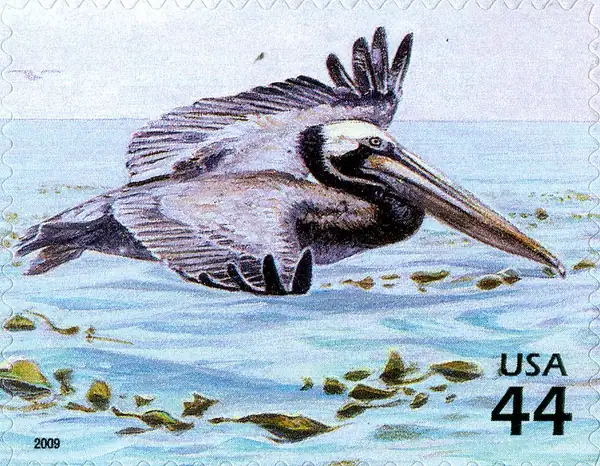 Nature of America - Kelp Forest - Brown Pelican
