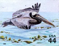 Nature of America - Kelp Forest - Brown Pelican