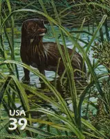 Nature of America - Southern Florida Wetland - Everglades Mink