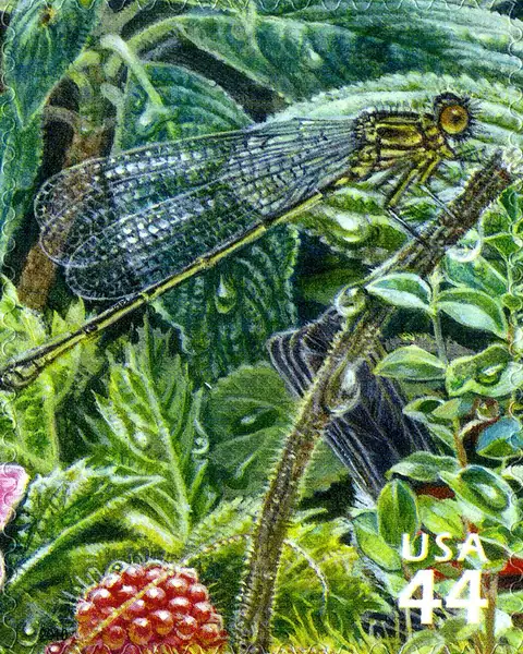 Hawaiian Rain Forest - Nature of America - Koele Mountain Damselfly