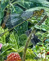 Hawaiian Rain Forest - Nature of America - Koele Mountain Damselfly