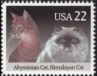 Abyssinian cat , Himalayan cat