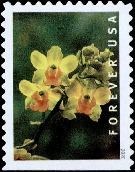 Wild orchids - Cyrtopodium polyphyllum