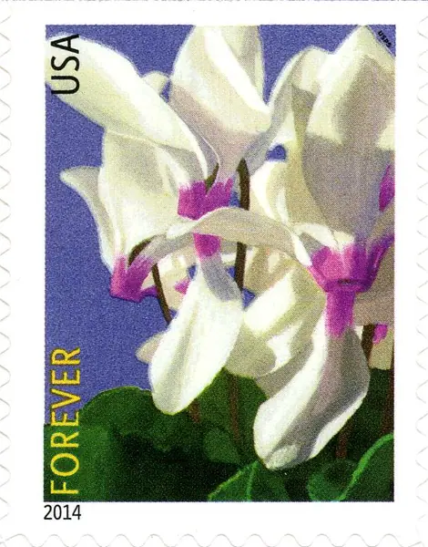 Winter Flowers