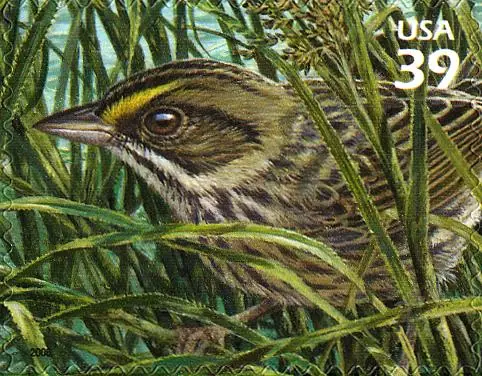 Nature of America - Southern Florida Wetland - Cape Sable Seaside Sparrow