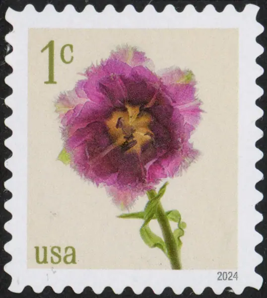 Fringed Tulip