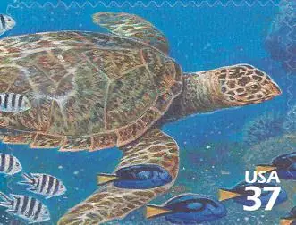 Pacific Coral Reef - Hawksbill Turtle