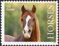 Horses