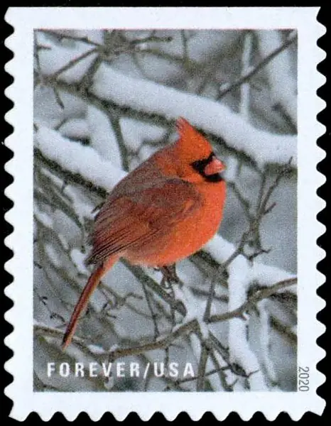 Winter scenes - Red cardinal