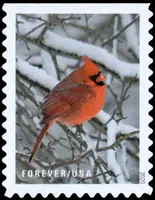 Winter scenes - Red cardinal